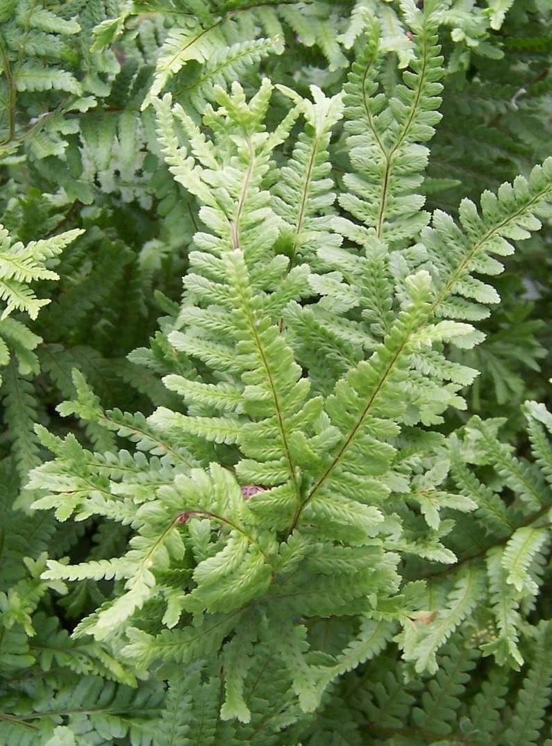 Male Fern Cristata Dryopteris filix-mas
