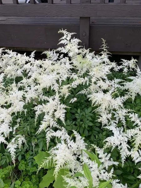 Astilbe, False Spirea, False Goats Beard Snowdrift