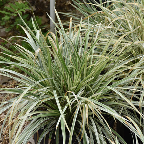 Liriope, Lily Turf, Lilyturf, Monkey Grass Aztec