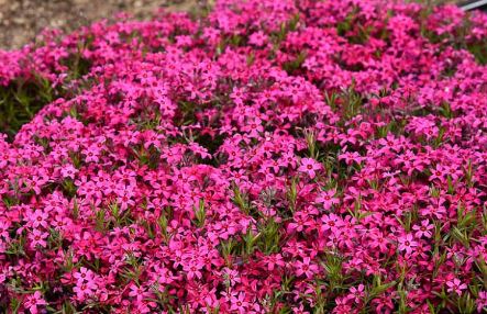 Phlox, Creeping Phlox, Moss Phlox Red Wings