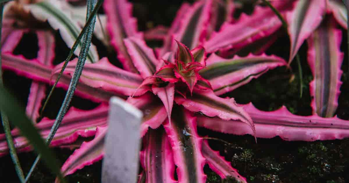 Cryptanthus Bromeliad, Earth Star Green Star