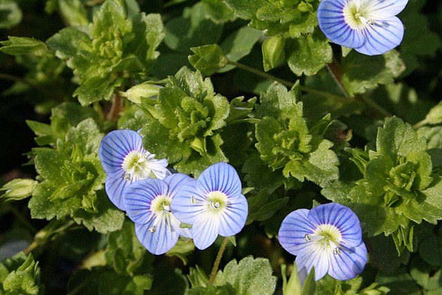 Veronica Species, Speedwell