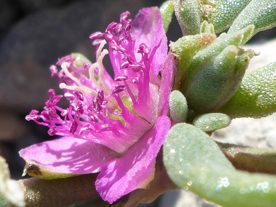 Western Sea Purslane