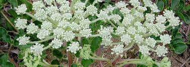 Glehnia Species, American Silvertop, Beach Silvertop