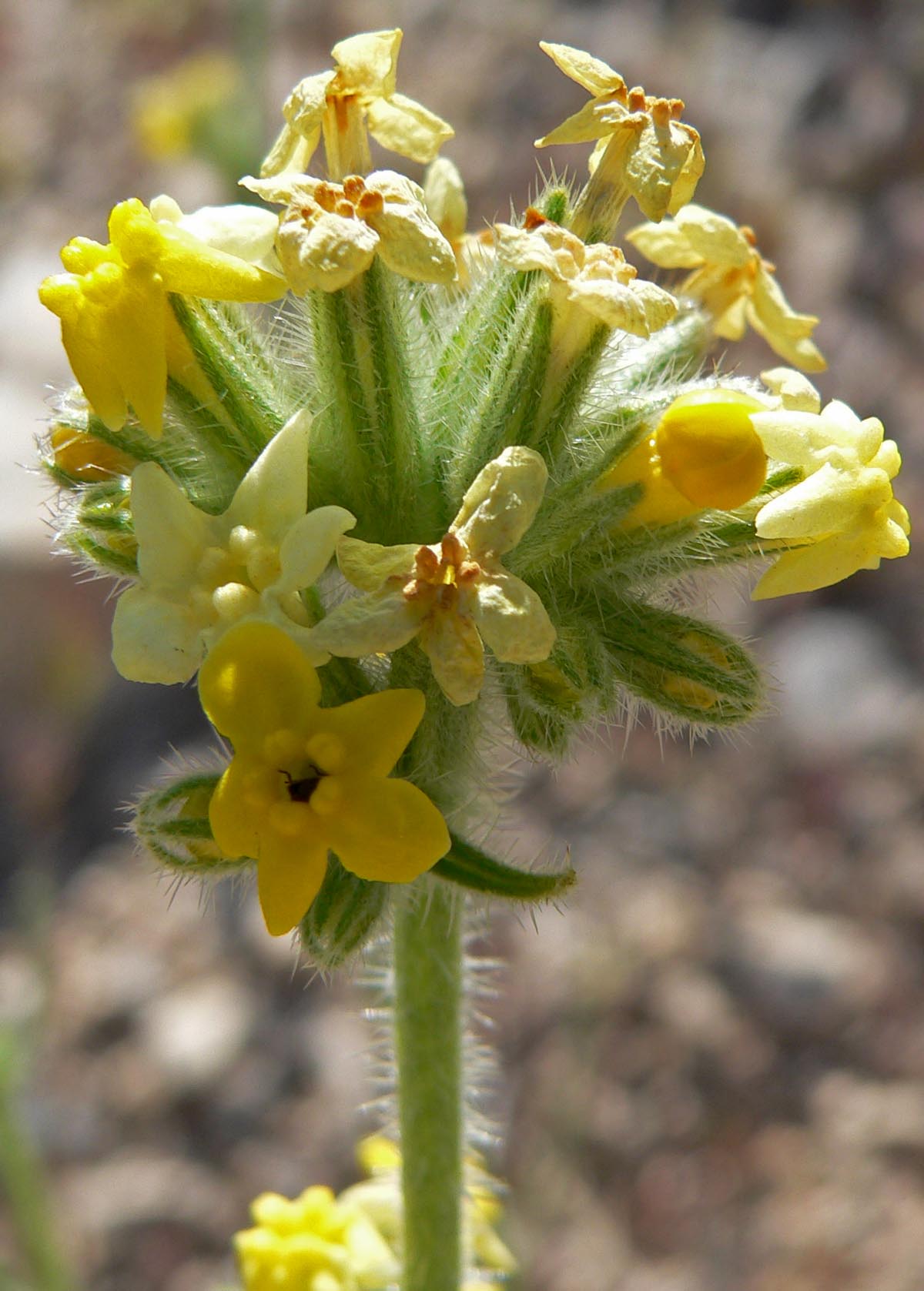Oreocarya Species, Yellow Cryptantha
