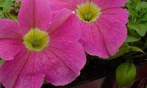 Petunia, Multiflora Petunia Carpet Pink