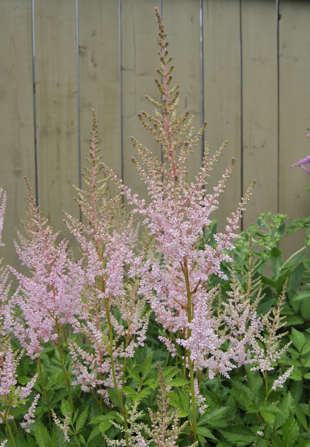 Astilbe, False Spirea, False Goats Beard Peaches and Cream