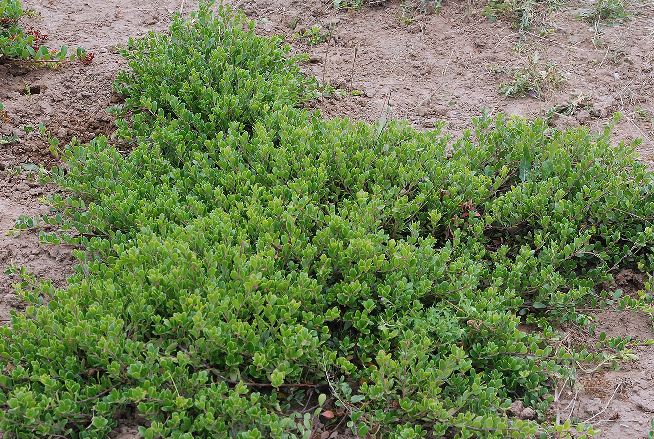 Arctostaphylos, Bearberry, Kinnikinnick, Pinemat Manzanita San Bruno Mountain