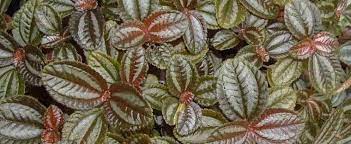 Pilea, Friendship Plant, Panamiga Norfolk
