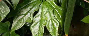 Anthurium Species