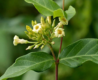 Thyrsanthella Species, Climbing Dogbane
