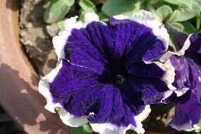Petunia, Grandiflora Petunia Frost Blue