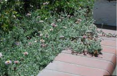 California Aster Silver Carpet