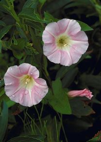 Calystegia Species, Downy Calystegia, Short Haired Calystegia