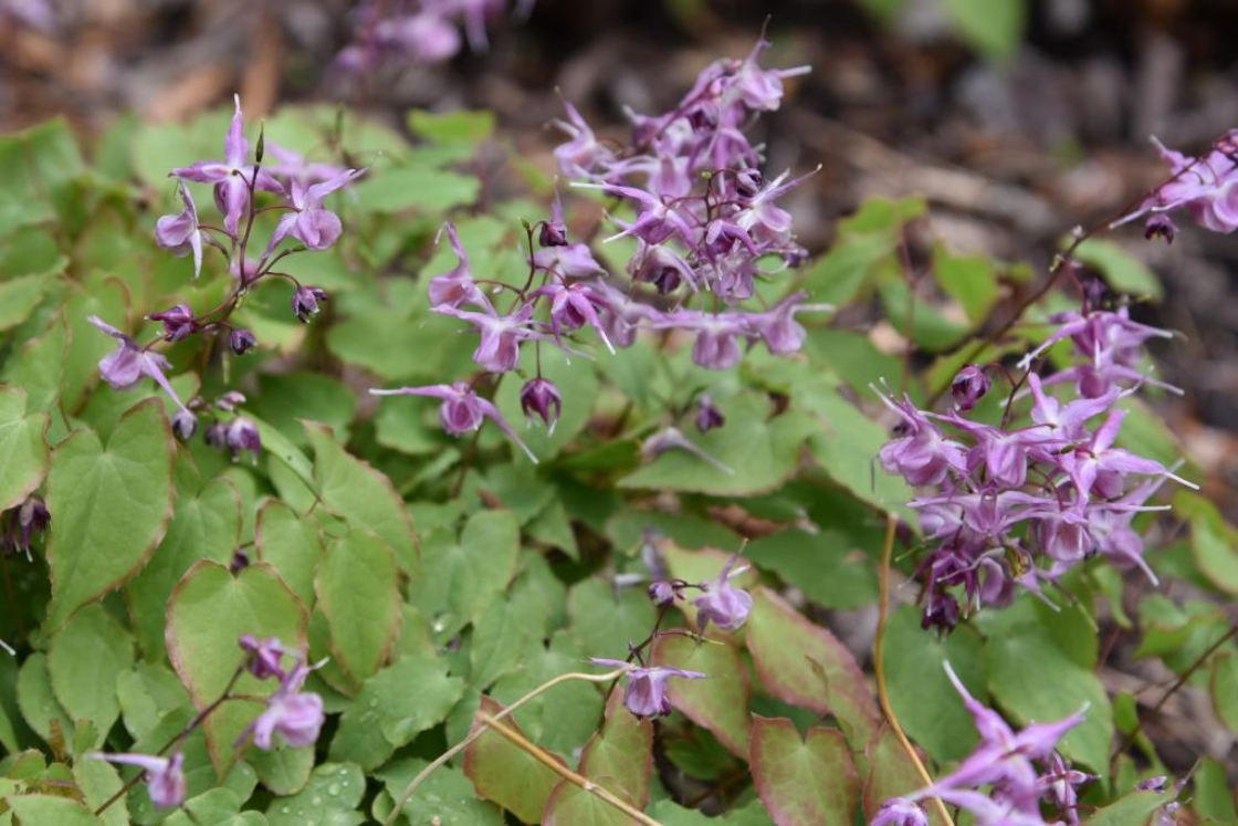 Longspur Epimedium, Barrenwort