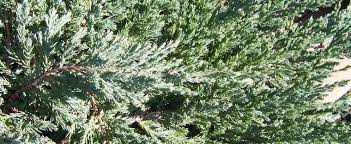 Creeping Juniper, Trailing Juniper, Creeping Cedar Blue Chip