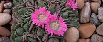 Aloinopsis Species, Hardy Living Stone, Pink Cold Hardy Mesemb