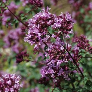 Ornamental Oregano Rotkugel