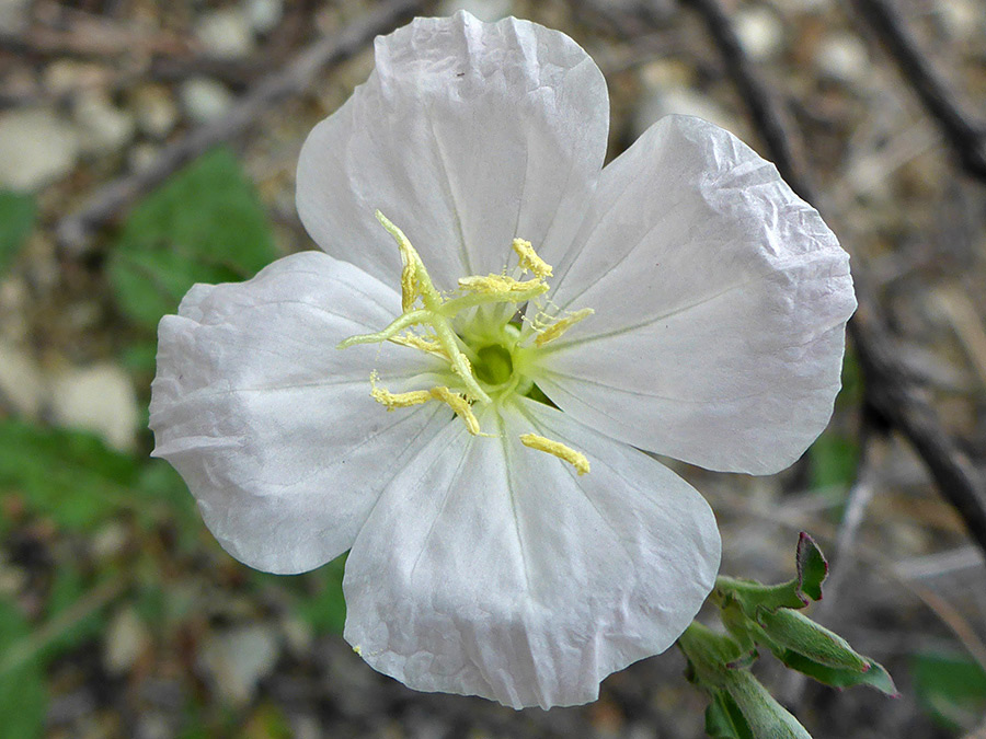 Oenothera Species, Evening Primrose, Kunths Evening Primrose