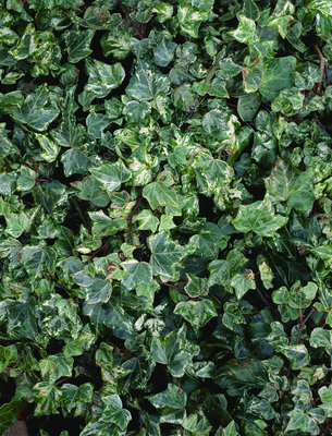 English Ivy, Common Ivy Misty