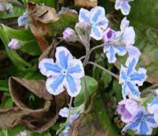 Blue Eyed Mary, Navelwort Starry Eyes