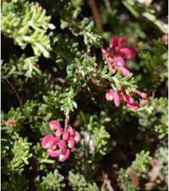 Grevillea Cultivar, Spider Flower, Woolly Grevillea Coastal Gem