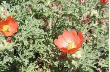 Sphaeralcea Species, Cutleaf Globemallow, Rusbys Globemallow