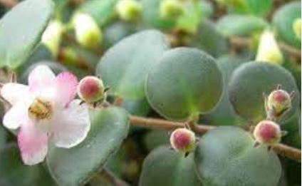 Codonanthe Paula