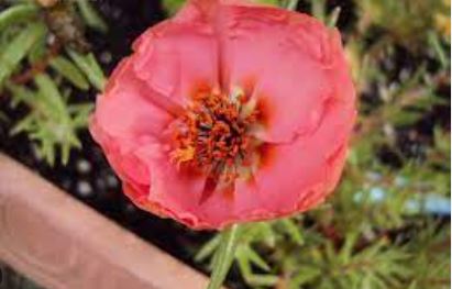Moss Rose, Rose Moss Sundial Mango