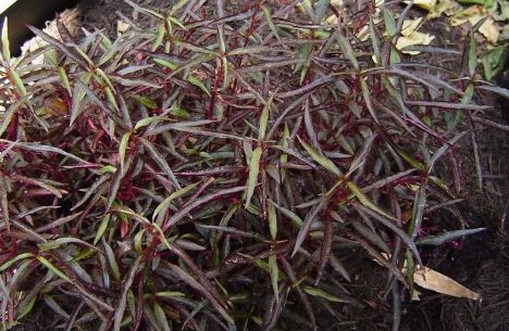 Alternanthera, Calico Plant, Josephs Coat, Parrot Leaf Purple Threadleaf