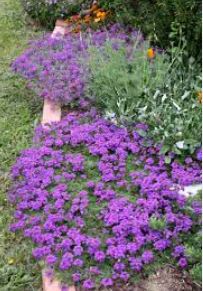 Glandularia, Garden Verbena, Trailing Verbena Tapien Blue Violet