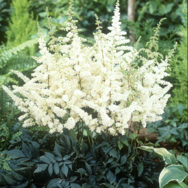 Astilbe, False Spirea, False Goats Beard Ellie
