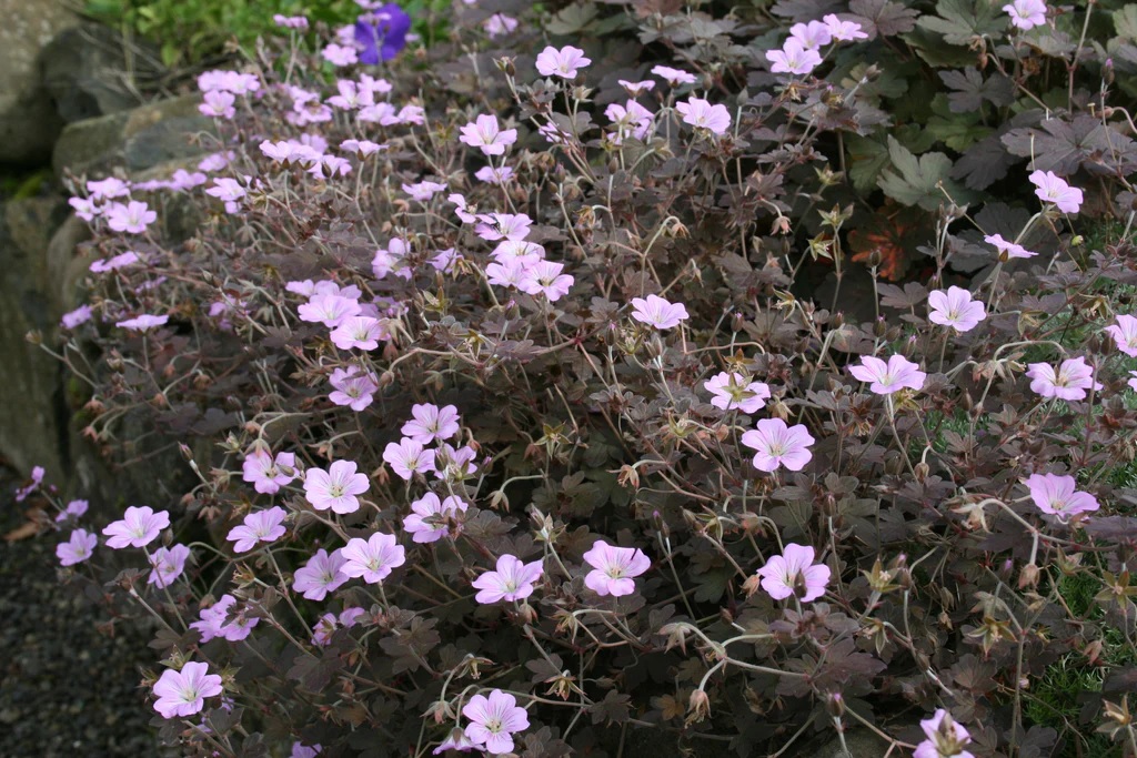 Geranium, Cranesbill, Hardy Geranium Dusky Crug