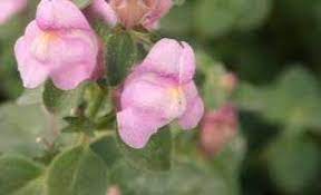 Antirrhinum, Creeping Snapdragon, Spanish Snapdragon, Trailing Snapdragon Roseum