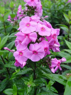 Phlox Spring Delight