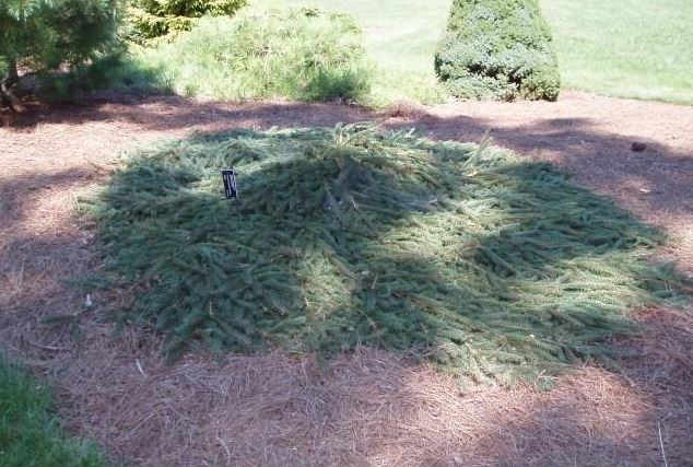 Norway Spruce Rariflora Weeper