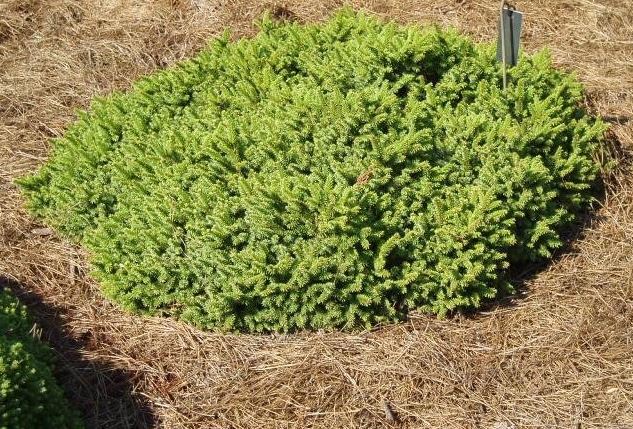 Norway Spruce Saint James
