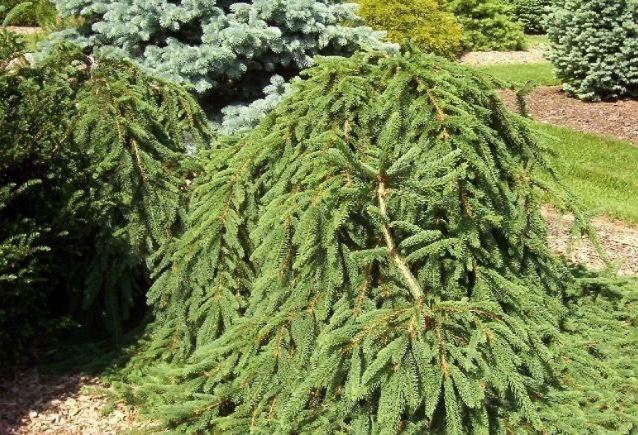 Norway Spruce Wingles Weeper