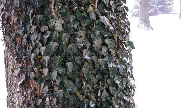 English Ivy, Common Ivy Wilsonii