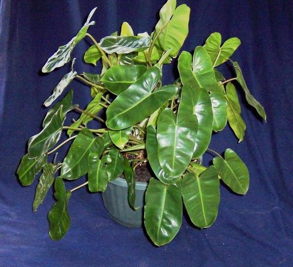 Philodendron Burle Marx