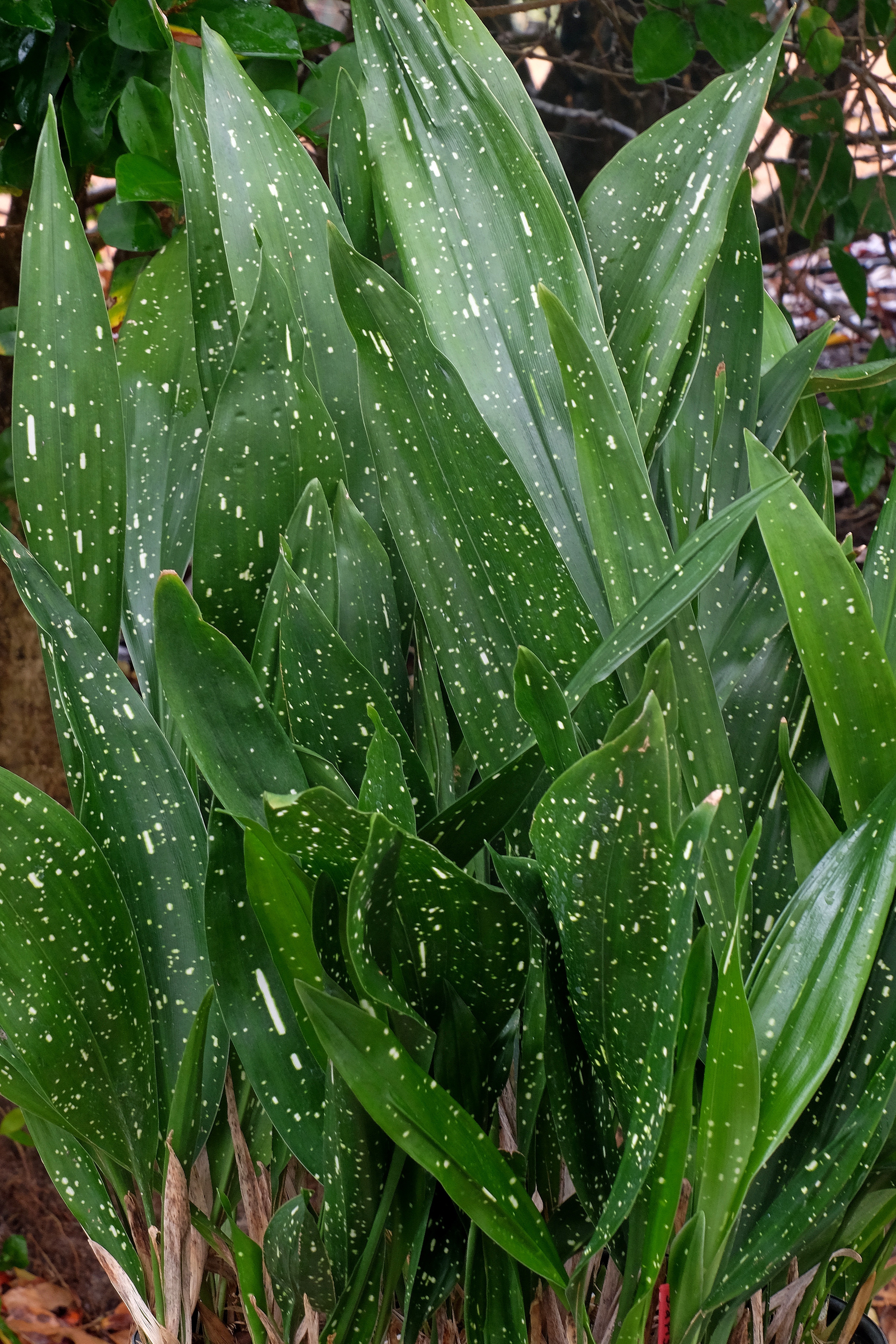Cast Iron Plant Ginga