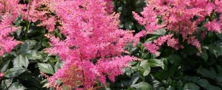 Astilbe, False Spirea, False Goats Beard Flamingo