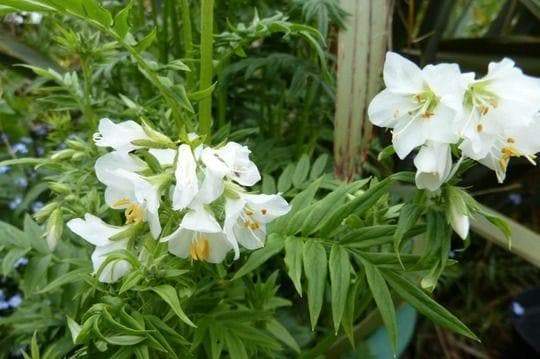 Polemonium, Creeping Jacobs Ladder, Greek Valerian White Pearl