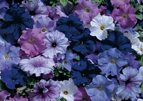 Petunia, Grandiflora Petunia Aladdin Nautical Mix