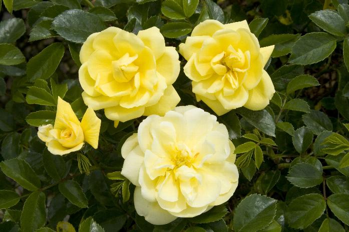 Shrub Rose, Groundcover Rose Flower Carpet Yellow