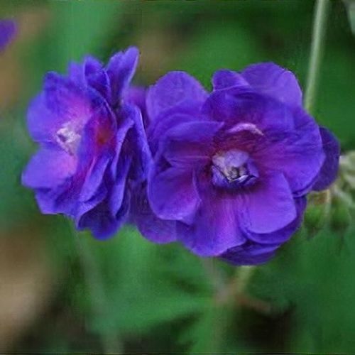 Geranium, Cranesbill, Hardy Geranium Coronet