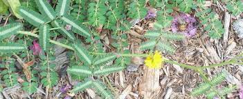Neptunia Species, Tropical Puff, Sensitiva