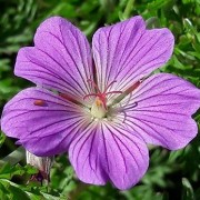 Geranium, Cranesbill, Hardy Geranium Rambling Robin