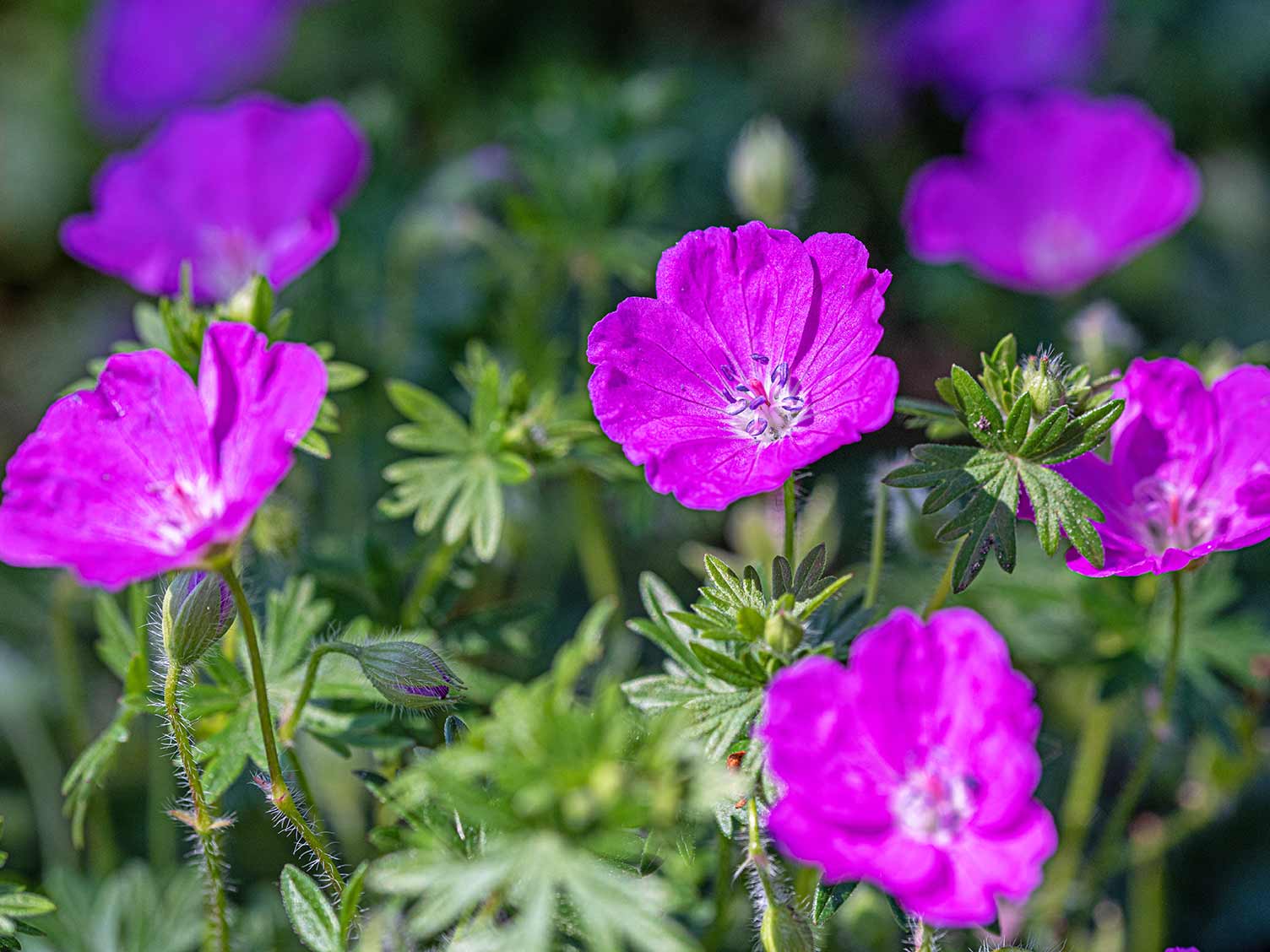 Geranium Species, Hardy Geranium