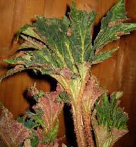 Begonia Cultivar, Rhizomatous Begonia Anaconda